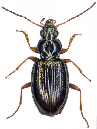 Réf. 285 508 : Bembidion deletum